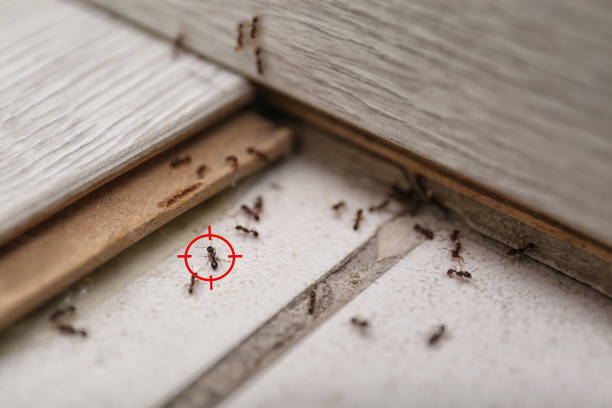 Best Affordable Pest Control Services  in Inkster, MI