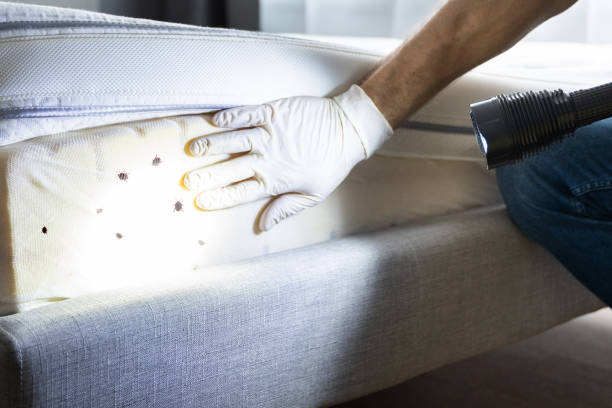 Best Local Pest Control Services  in Inkster, MI