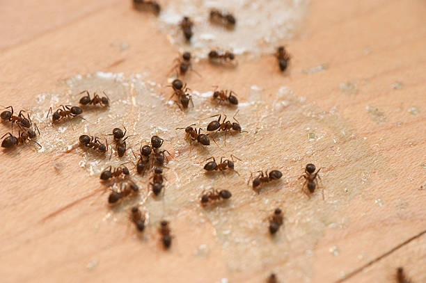 Best Wasp Removal Services  in Inkster, MI