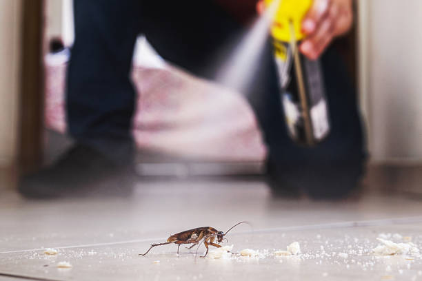 Best Flea Control Services  in Inkster, MI